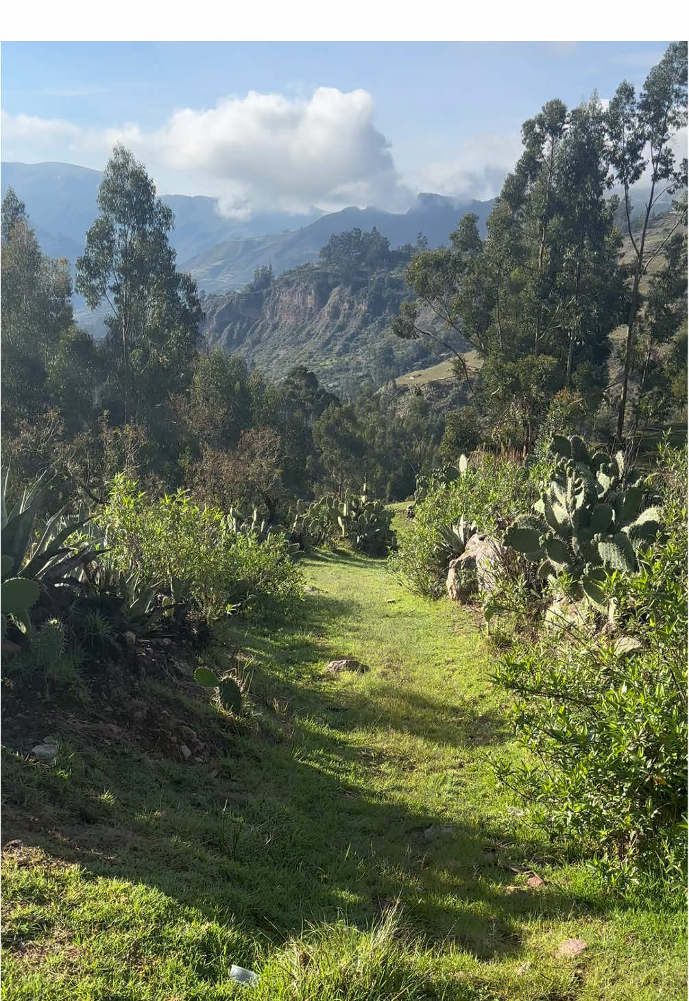 🟢🚩 #Vischongo | El mirador de PataCruz de Vischongo 🥹🤠💦🌲#Vilcashuaman #Ayacucho #ayacucho_peru🇵🇪🇵🇪 #ayacucho_huamanga #costumbres #peru #vischongo #caminosdelinca 