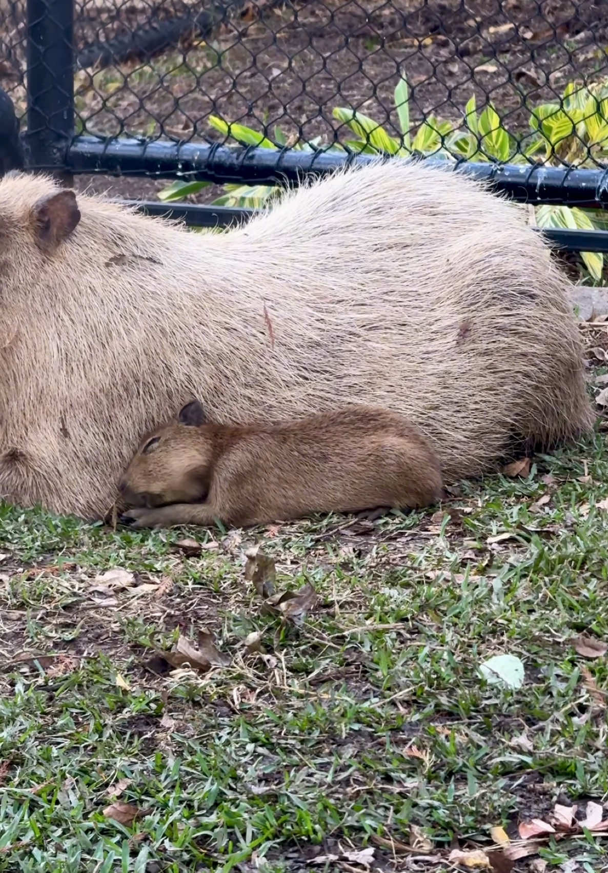 Tupi is settling in for his morning nap 🥰🥹 #animals #cuteanimals #capybara #cute #fyp