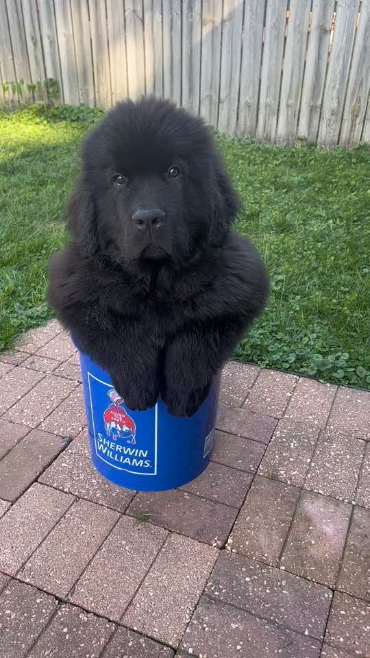 unbothered #newfoundlanddog #funnydogsoftiktok #lol