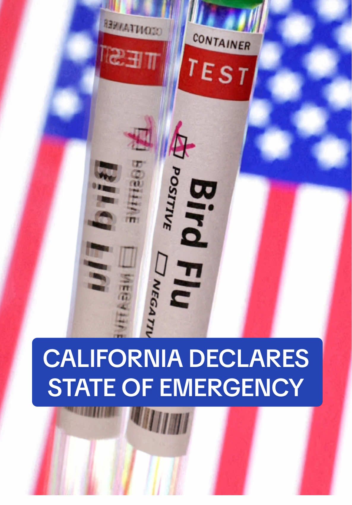 California has declared a state of emergency for H5N1 bird flu amid fears that the virus could jump to people and start to spread. The move comes in response to a major outbreak of the virus among the state's cattle which has spilled over and infected dozens of dairy workers. California has identified H5N1 in 645 dairy herds since its first detection in late August and nearly half of those were reported in the past 30 days, highlighting the rapid spread of the virus. Thirty-four of the US' 61 human bird flu cases have also been in California and experts have described it as a pandemic 'unfolding in slow motion.' #flu #birdflu #caloronia #emergency #health 