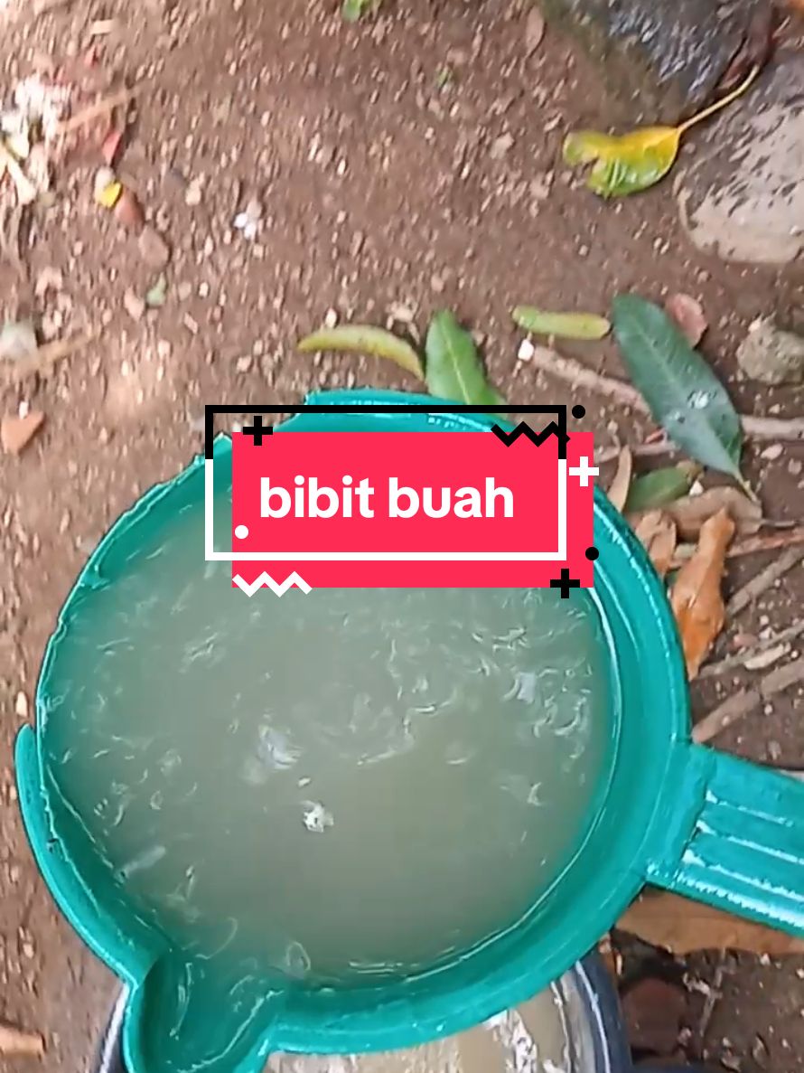 #bibitbuah #jerukmanis #pepaya #benihbuah #buah-buahan#buahmurah 