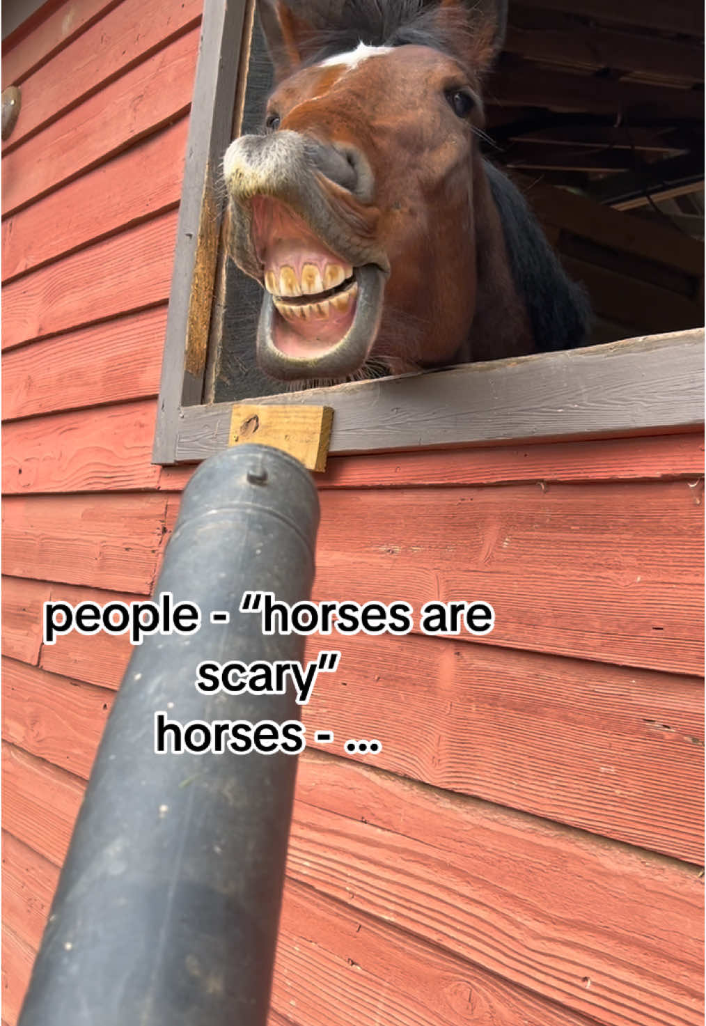 way too funny not to post 😂😂 #fyppppppppppppppppppppppp #fyp #fypシ゚viral #viraltiktok #horse #horsetok #equestrian #horses #horsesoftiktok #giant4yearold 