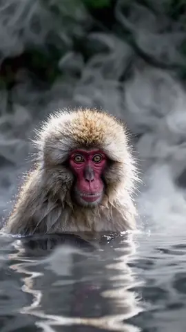 Someone said more monkey…… Created with Sora by @OpenAI 