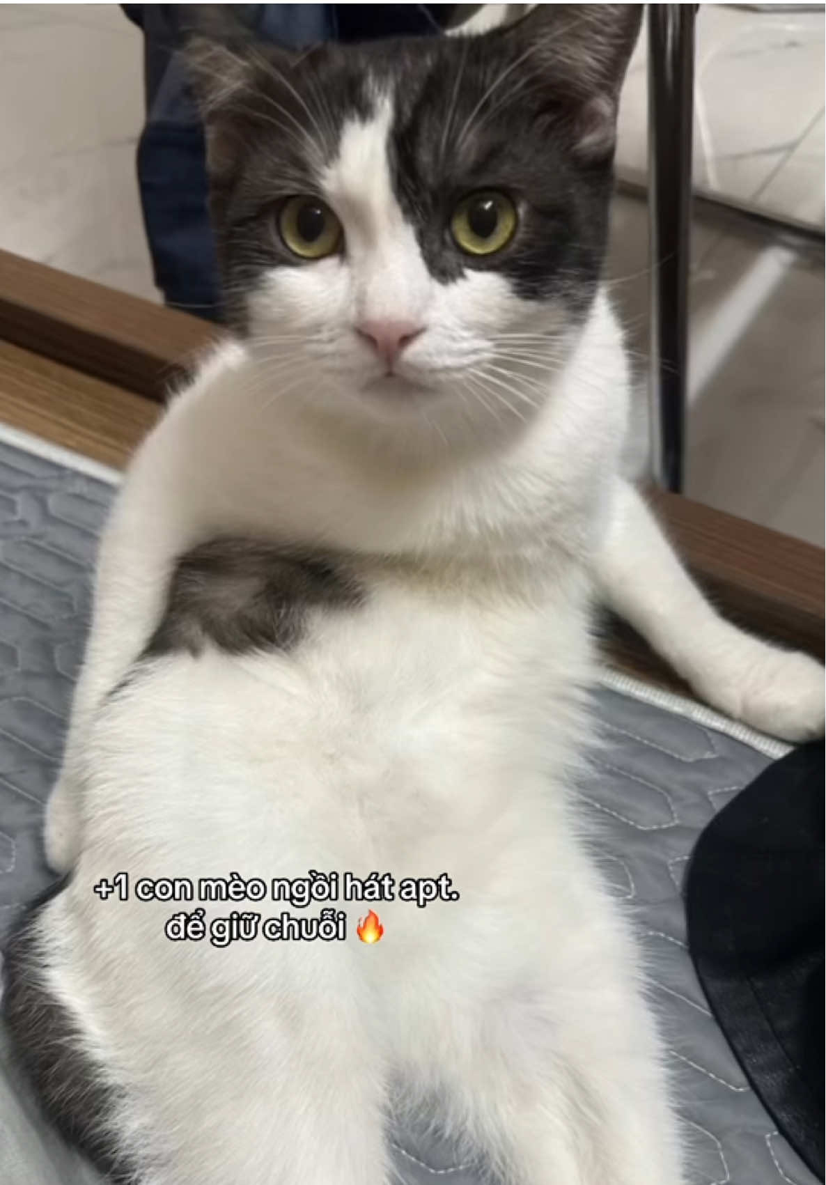 i love tiktok #CapCut #viral #meow #xuhuong 