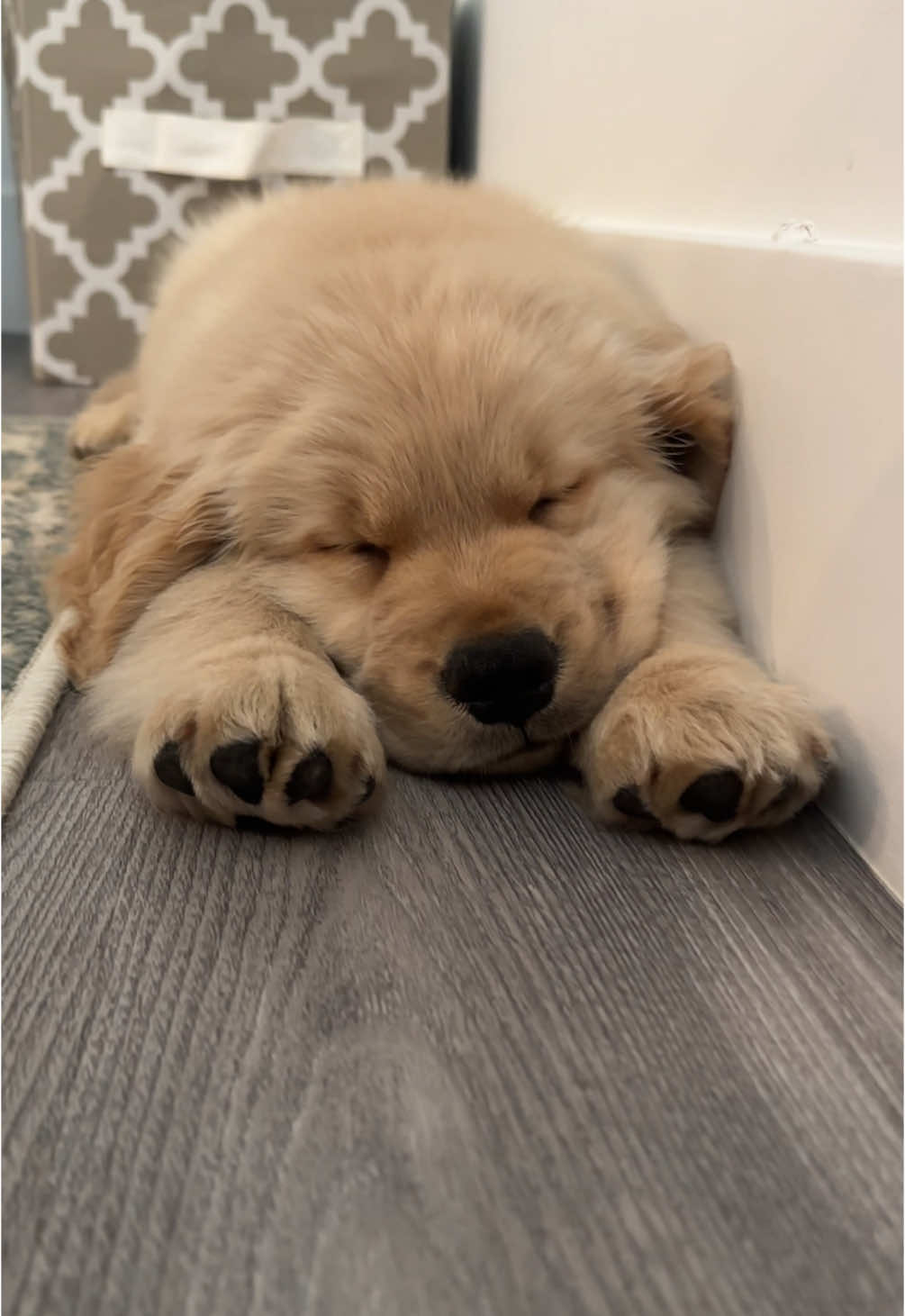Nothing cuter than a sleeping puppy 🥹 #goldenretriever #goldenretrieverlife #sleepypuppy #puppy #goldenrrtrieverpuppy 