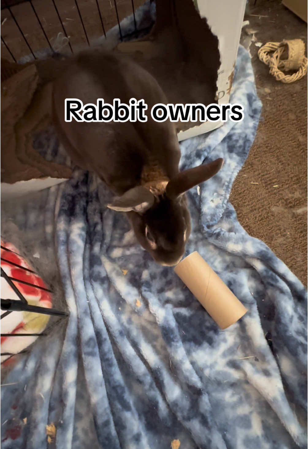 Just little things make rabbit owners #rabbit #bunny #pet #petmom #bunnymom #fyp #trend #viral 