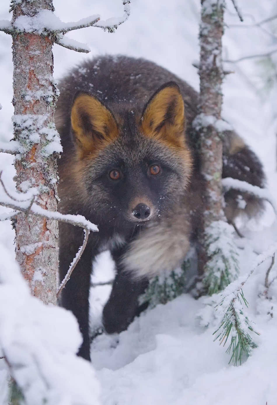 Kiro’s first winter 🦊😍  #redfox #fox #foxes #vulpesvulpes #crossfox #bjørneparken #norway #norge #fx3 #winter #snow #winterwonderland #christmas #animals #animalvideos #animalphotography #nature #naturelover #videooftheday 