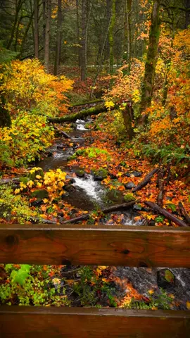 Gazing over the railing of a small bridge to a charming little creek below, surrounded by autumn colors and the soothing patter of rain—a peaceful fall day in nature 😍 #nature #Outdoors #cinematic #calm #fall 