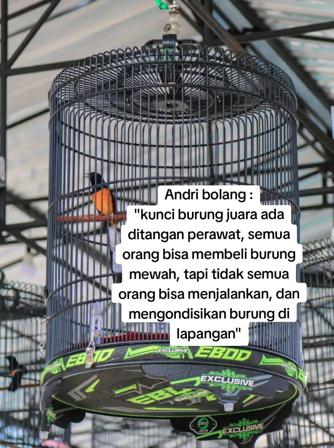 sehat dan lancar rejekinya selalu ndan, agar bisa memberi panutan dan motivasi bagi kicau mania di dunia ini 🙏😇 @andribolangsf @partini_solo12  #muraibatu #muraibatuindonesia #kicaumaniaindonesia 