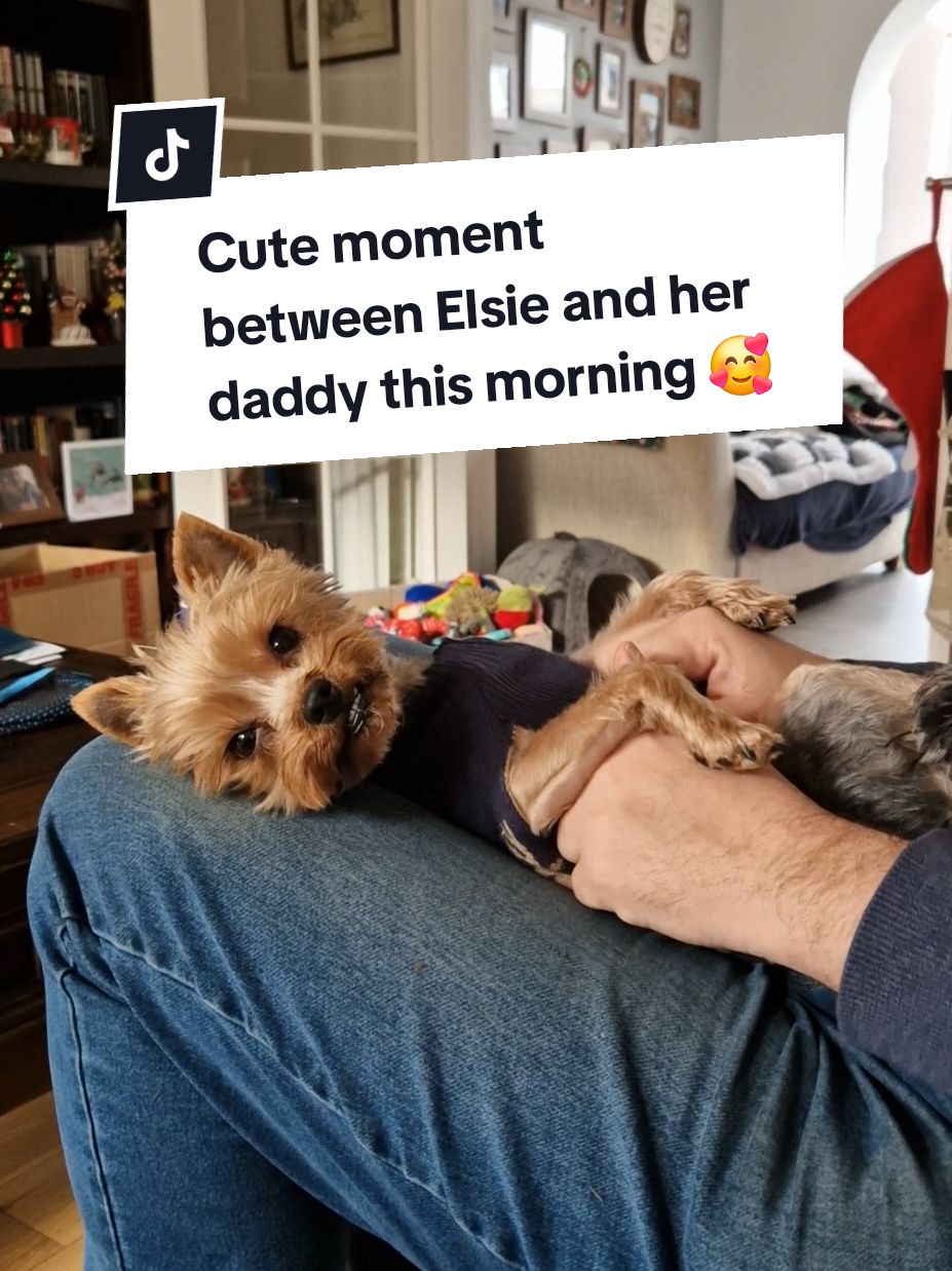 She loves her daddy 🥰 #yorkiesofficial #yorkshireterriers #yorkiemommy #yorkiemummy #yorkiesoftiktok #yorkieterrier #yorkshireterrierlove #yorkiemom #yorkiemum #yorkshire_terriers #yorkiedaddy #yorkiedad 