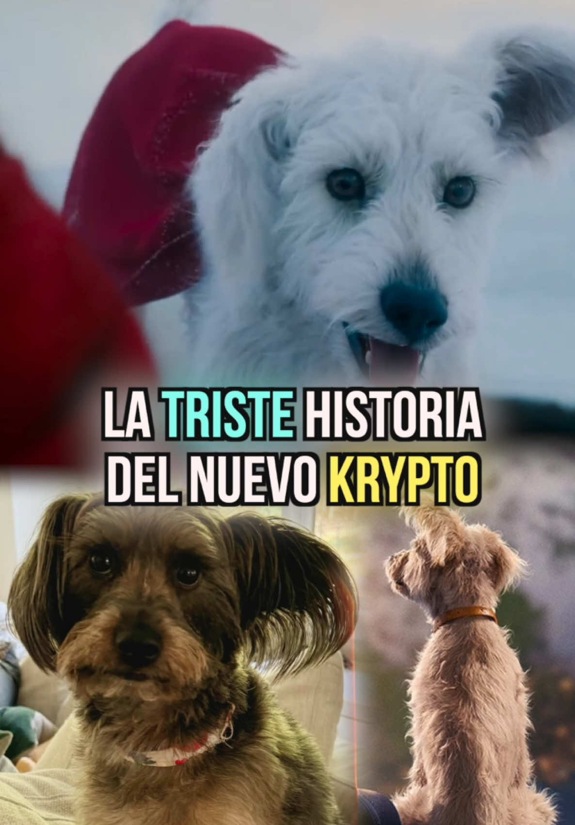 La historia del perrito que inspiro a a KRYPTO #wbpartner #krypto #superman #supermanandlois #perro #mascota @WarnerBrosMX #perros #mascotas #dog #dccomics #jamesgunn 