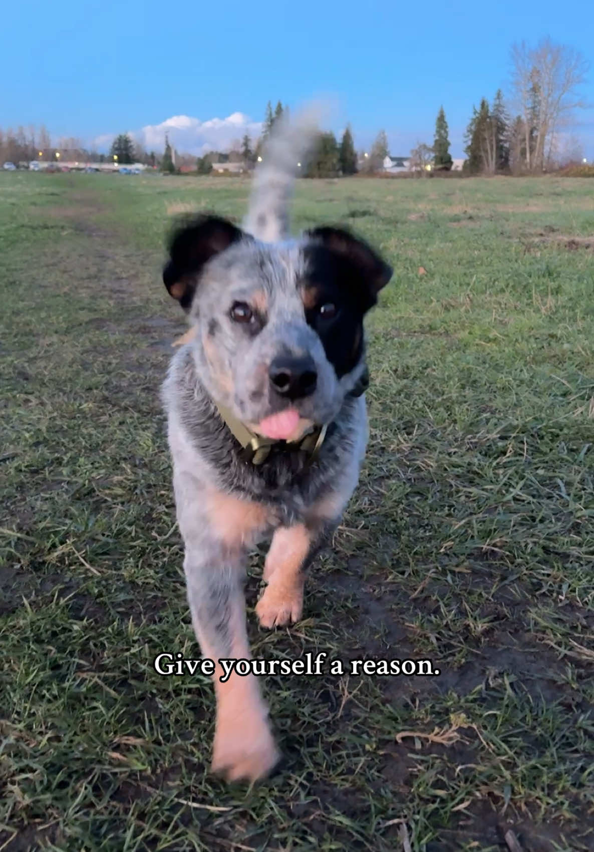 In light of all the discussions around whether a rescue dog can be a good choice… also we’ll always take the opportunity to use a @Noah Kahan song 🥰 #dogtok #bluey #australiancattledog #cutedogsoftiktok 