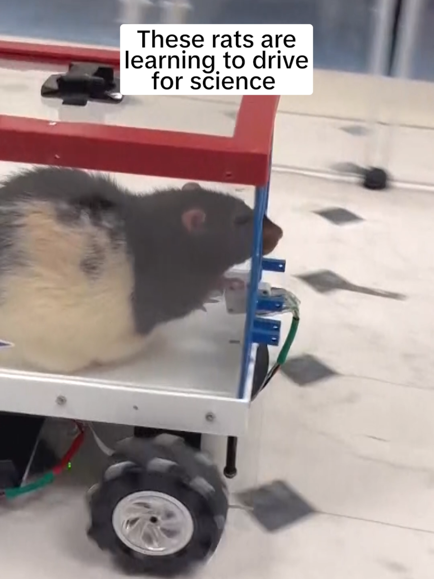 Neuroscientists at the University of Richmond are putting rats behind the wheel to help better understand human behavior.