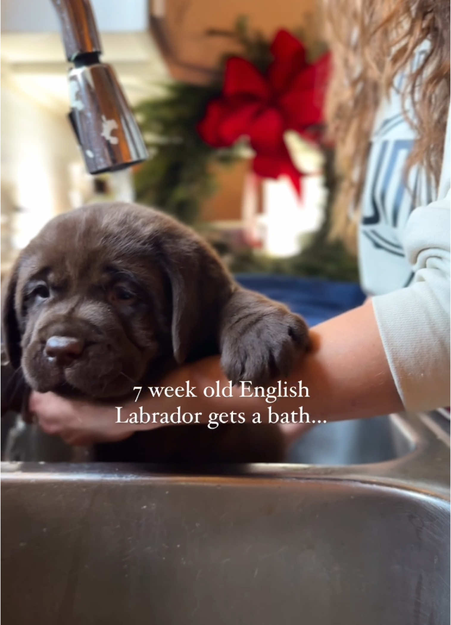 Labs LOVE water at the earliest age!! Our pups love getting a bath. They literally fall asleep often in the tub!  If you see steam coming up in this vid, don’t be afraid that the water is too hot. I had the window cracked open above the sink, and therefore steam appeared quickly in the crisp air! We always triple check the temp of the water for our pups. We take great care in every step of the bath🥰 #englishlab #englishlabrador #chocolatelab #chocolatelabrador #chocolatelabpuppy