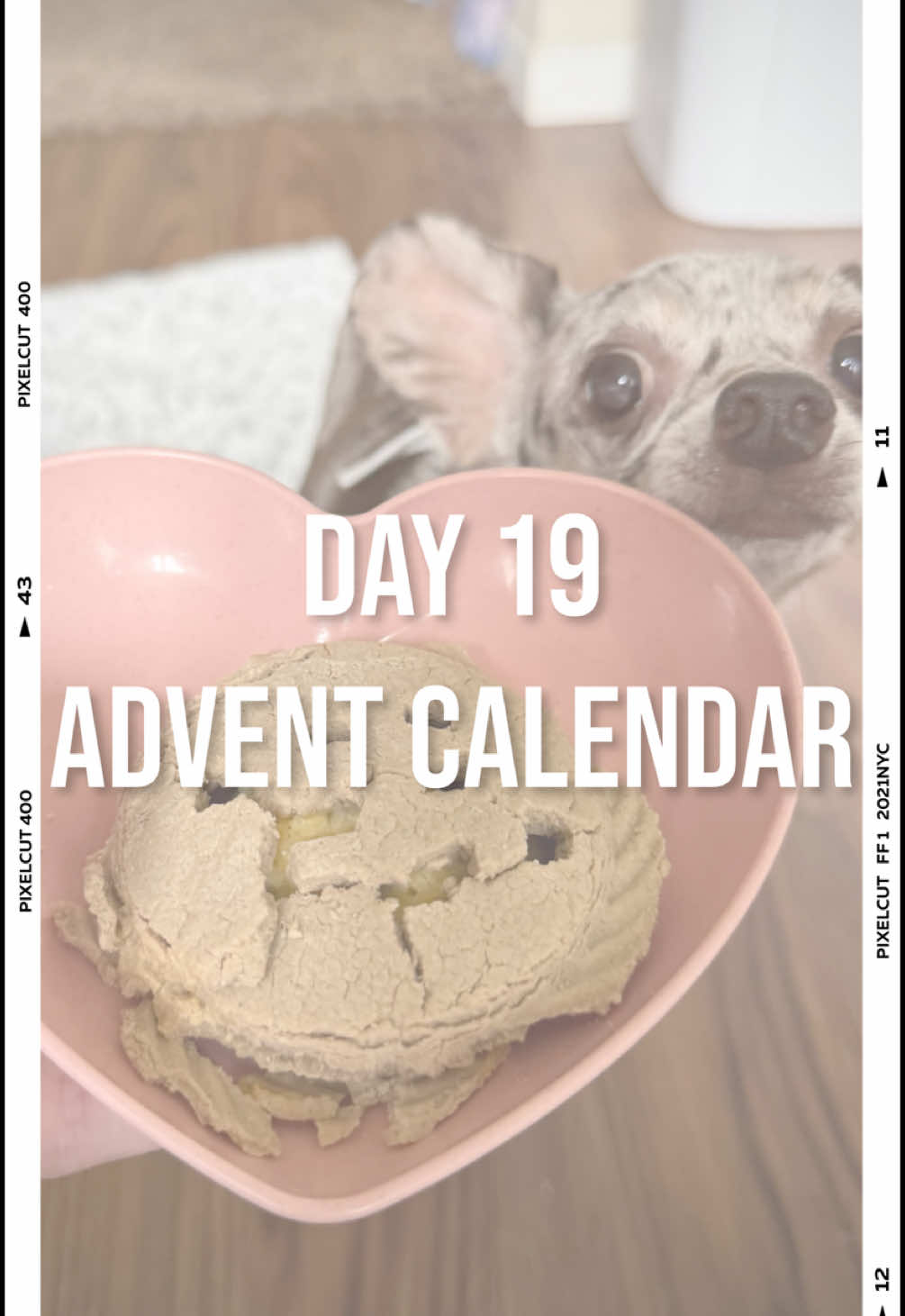 Is hekkin day 19! I so excited! Every day I get to open a gift frum one of my followers for my “advent calendar.” One gift didn’t show up so mother servant bought this for me. Good thing too so no one else had to waste money on this.. 😂🤫 #adventcalendar #day19 #christmas2024 #happydog #souschef #dogpie #homemadepie #applepie #dogtreat #dogasmr #chiweenie