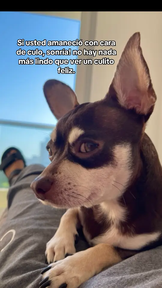 #sonria #sonrie #chistesperritos #humorperritos #viral #manchitaselpinscher #frasesgraciosas #perritosgraciosos #memesperritos 