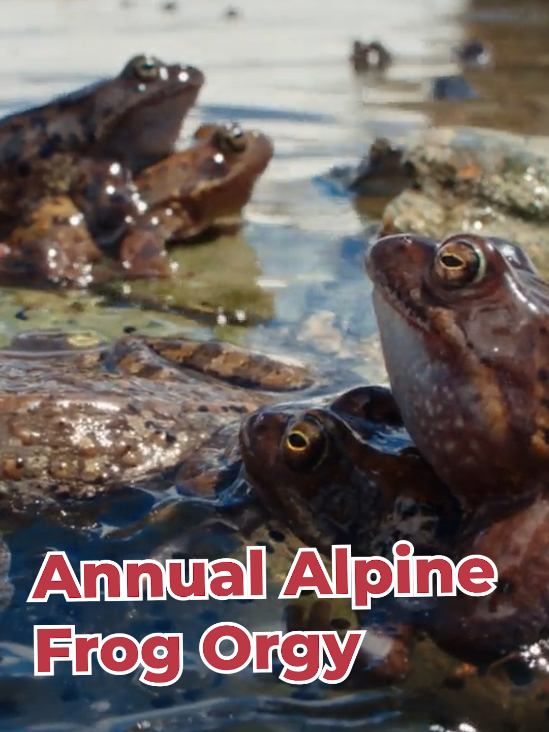 The annual alpine frog orgy. #frog#TheAlps#NatureDocumentary#wildlife#mating