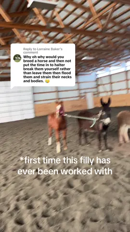 Replying to @Lorraine Baker #replytocomments #horsetraining #horsetrainer #donkey #halterbreaking #coltstarting #bzthorsetraining #bzthorses 