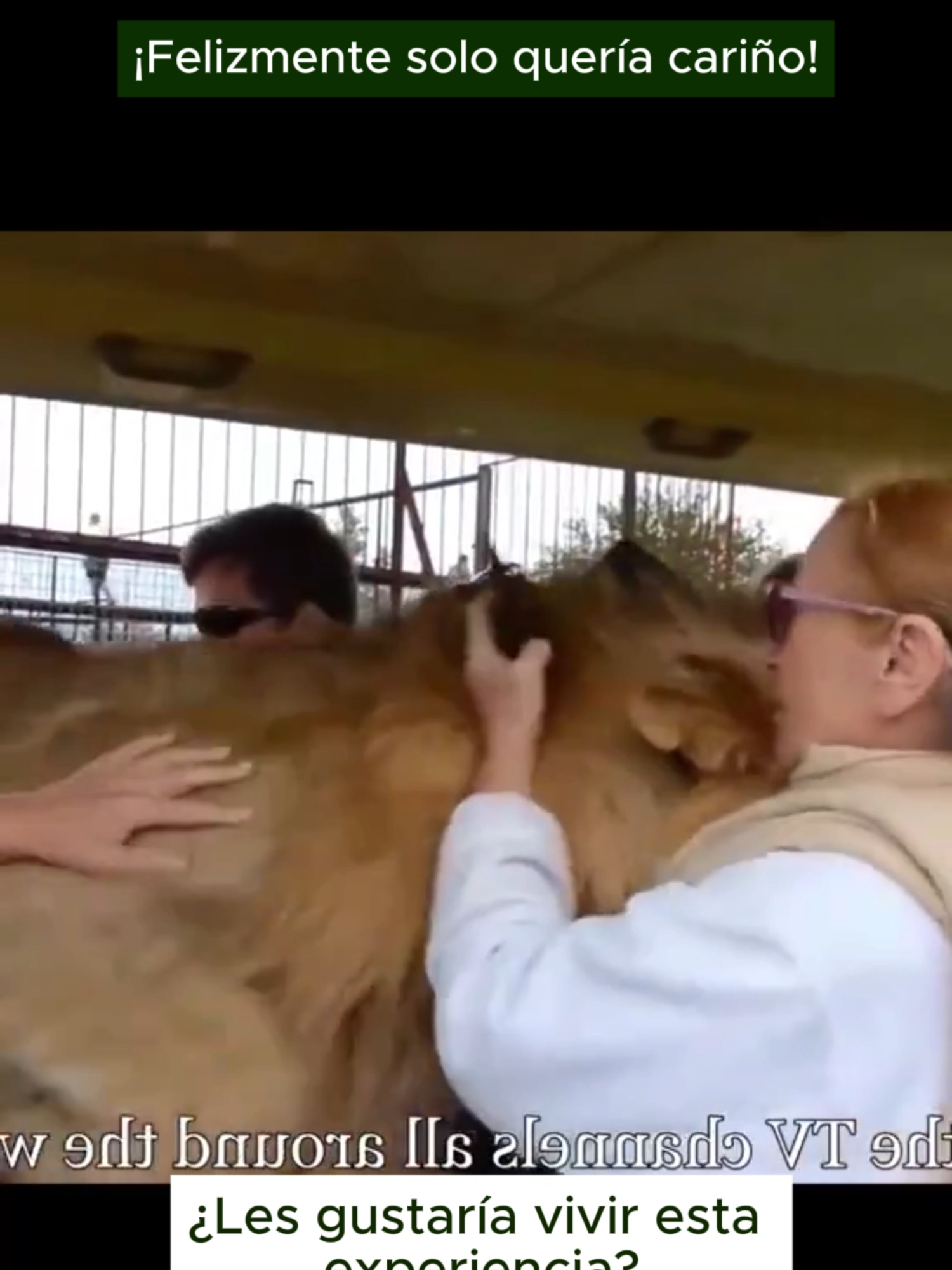 Turistas se dieron con la sorpresa que los leones caminando hacia ellos, solo eran gatos gigantes con más de 100 kilos de amor para ofrecer ¿Te gustaría vivir esta experiencia o te daría pánico? #LOÚLTIMO #ozonotelevision #noticia #ozono #trujillo #peru #viral #navidad