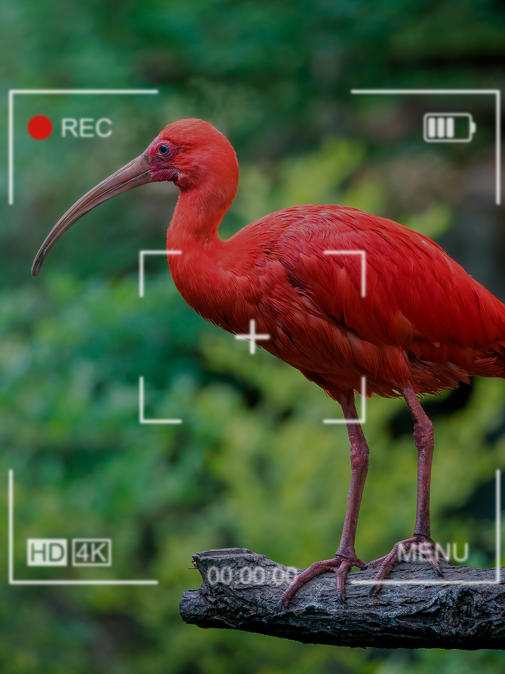 Conheça o incrível Guará-Vermelho (Eudocimus ruber)! Pássaro icônico, com sua plumagem vermelha vibrante, é um tesouro dos manguezais e áreas alagadas. Além de sua beleza inconfundível, ele tem um papel importante no ecossistema, ajudando a controlar populações de invertebrados e mantendo o equilíbrio ambiental. #Biodiversidade #Pássaros #Manguezal #Animais