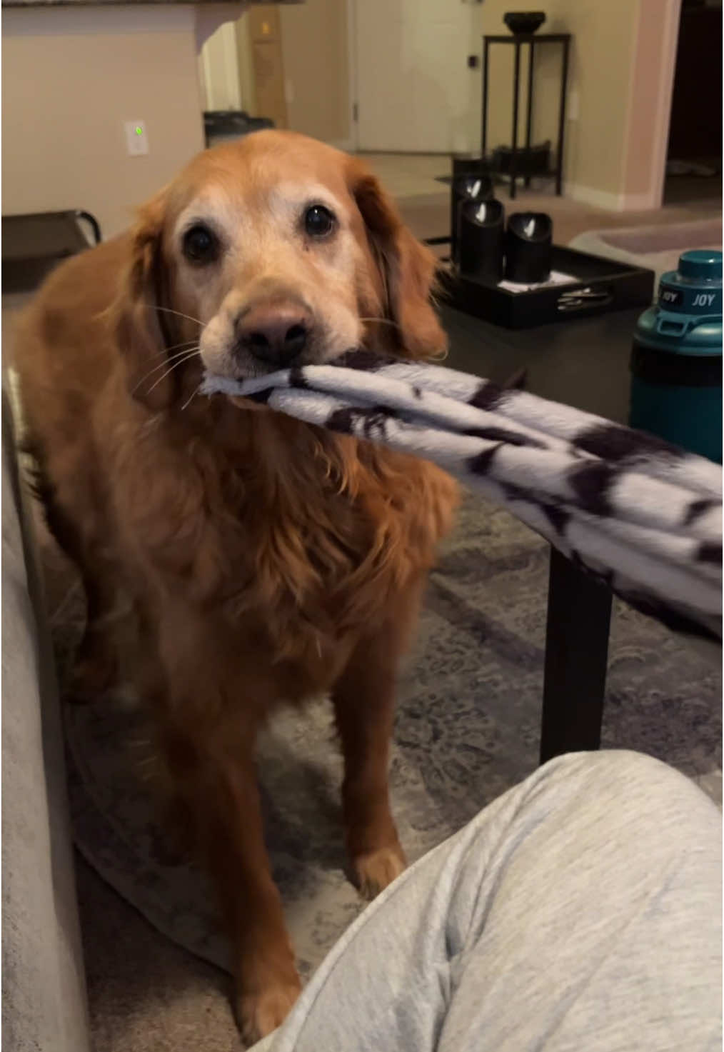 If i dont make him lay on his bed, Sirius LOVES to bring me random objects to try and persuade me into giving him what i’m eating. Hes so cute I can’t handle it. #goldenretriever #christmastiktok 