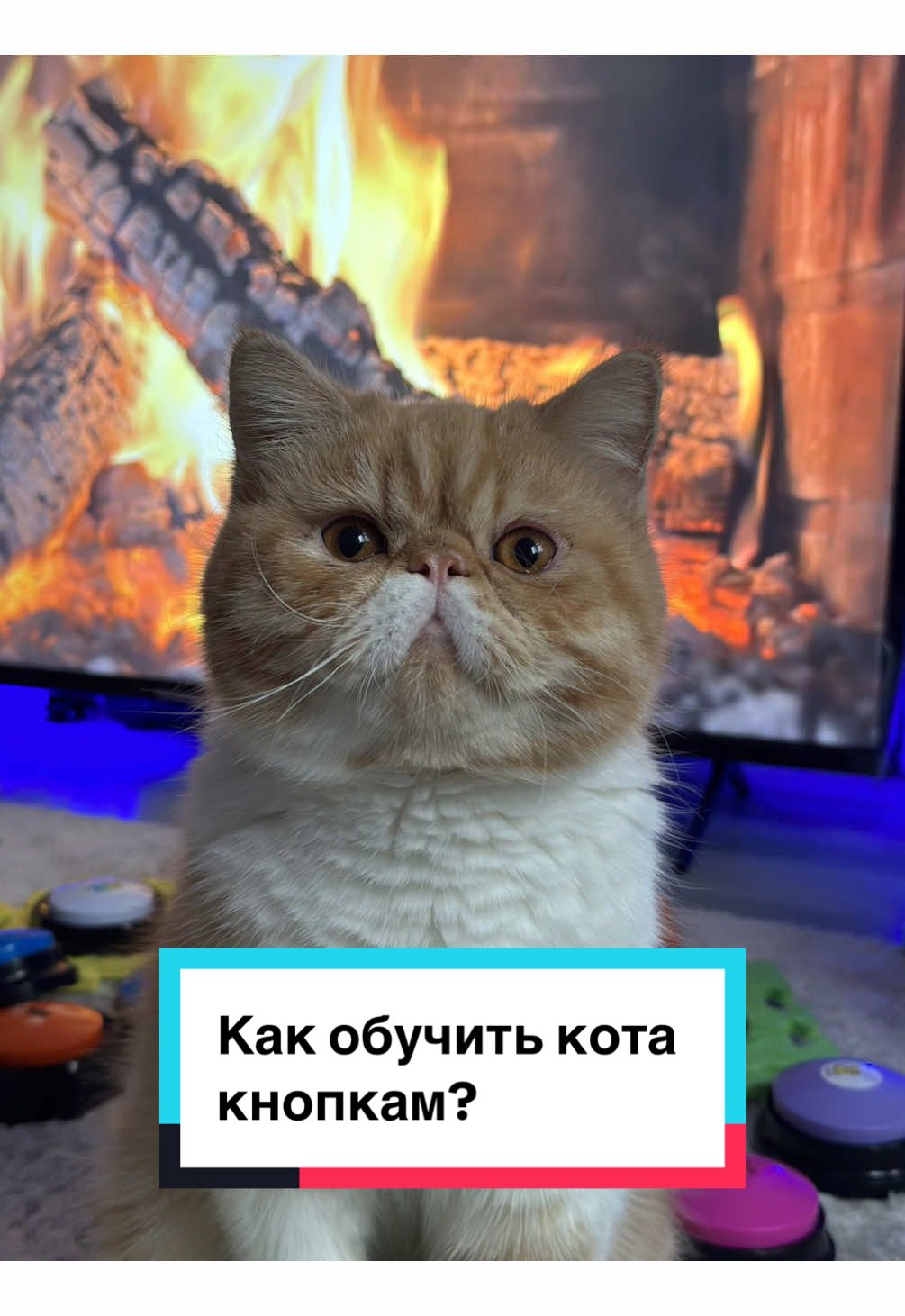 #харитон #cat #talkingbuttons #straykids #funnycat #catsoftiktok #straykidsstay #catplay #дрессировкакота #reactioncat #reaction #talkingcat #cat #говорящийкот 