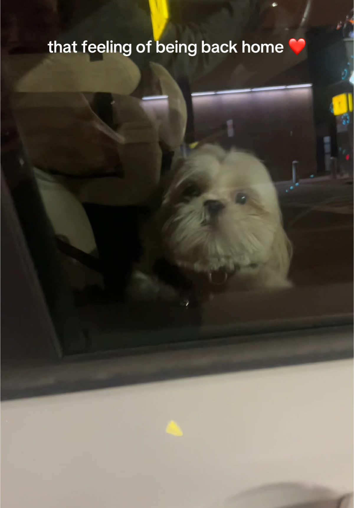 “Welcome home from your trip, mom!!!” 😭❤️ #shihtzulovers #puppiesoftiktok 