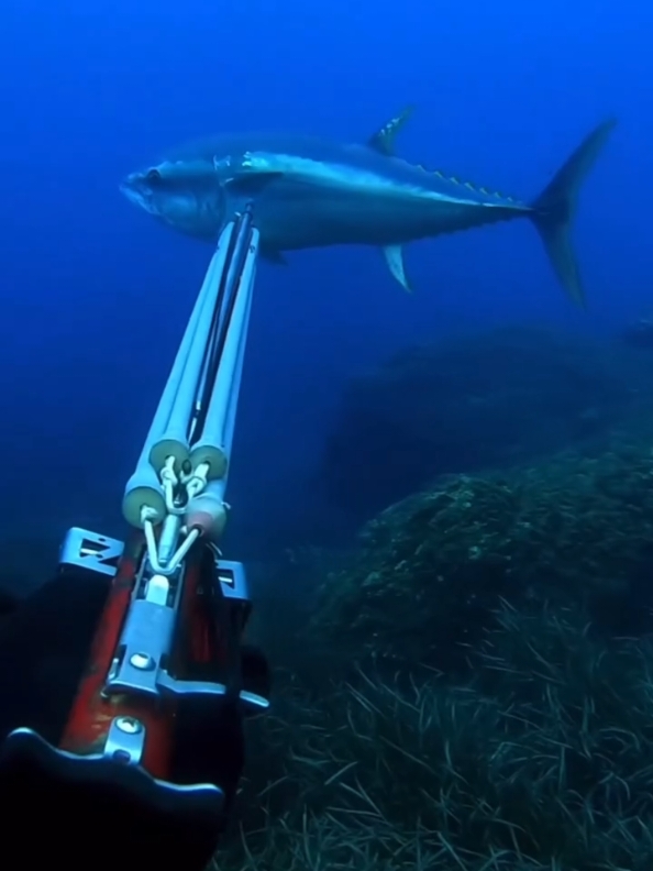 #tuna #tunafishing #spearfishing #spearfishing_reviews #kingfish #Gtfishing #amberjak #wahoofishing #spear #Love #الشعب_الصيني_ماله_حل😂😂 #اكسبلور #marlin #freedivingvideo #amberjak❤️ #spearfishing_international #lobster #spearfishing 