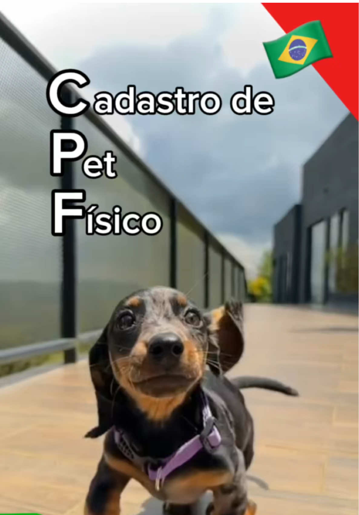 🐕 O Brasil continua avançando na proteção animal. O presidente Lula sancionou lei que autoriza a criação do Cadastro Nacional de Animais Domésticos. 🐈 A União será responsável pela criação, manutenção e fiscalização do cadastro. Um modelo comum será fornecido e adotado por todos os estados e municípios, que atualizarão a plataforma para garantir uniformidade e eficiência ao processo. O cadastro será acessível ao público via internet e incluirá informações detalhadas sobre os proprietários (identidade, CPF, endereço) e os animais (espécie, raça, idade, vacinas, doenças). 🐾 📲Digital/PR #pet #animais #segurança #protecao #governo