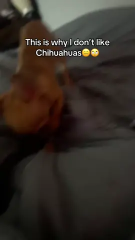 I can’t stand Chihuahuas ##fypシ゚viral##trending##dog