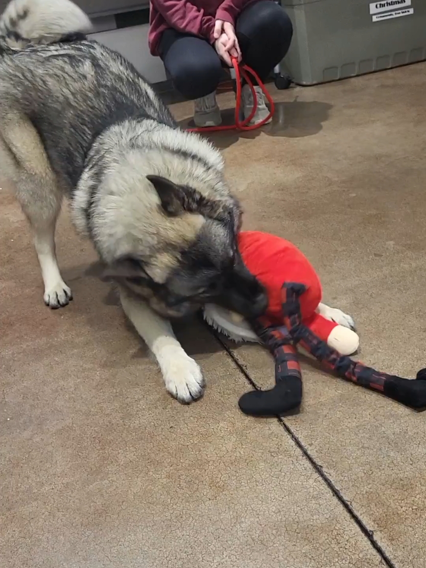 Shelter dogs pick out their own Christmas toys!  #christmas #shelterdogsoftiktok #rescuedog #animalshelter #humanesociety #HES #adoptdontshop #dogs #shelterpup #animalrescue #chattanooga #tn 