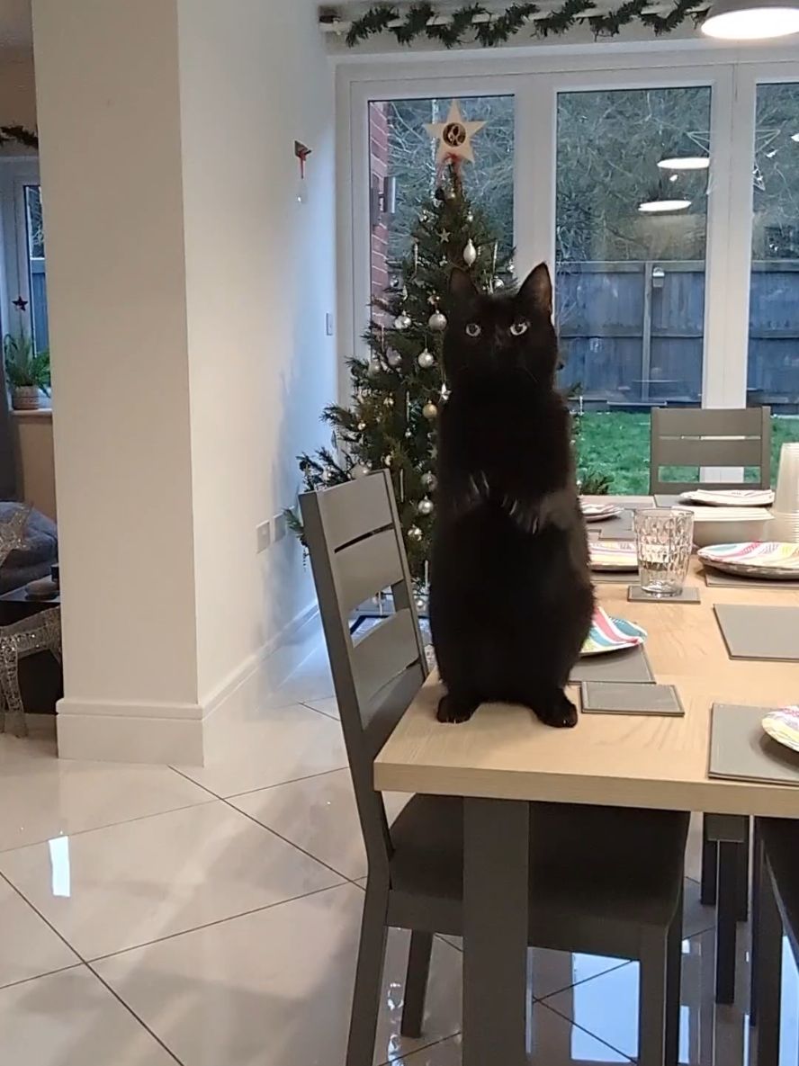 One whole year since Shadow's most viral video to date 😸🎄 #BlackCat #Cat 