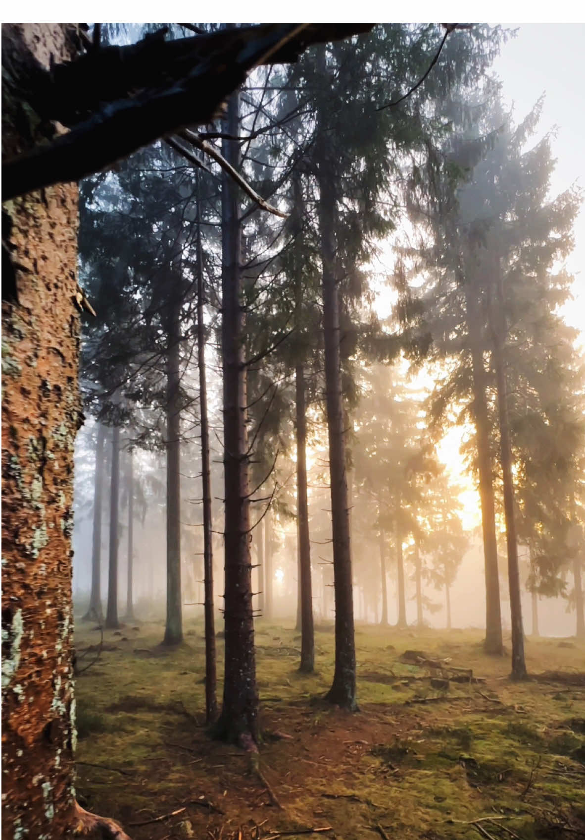 Always out there exploring 🌲 🦉 🥾 #Outdoors #natureisbeautiful #germany 