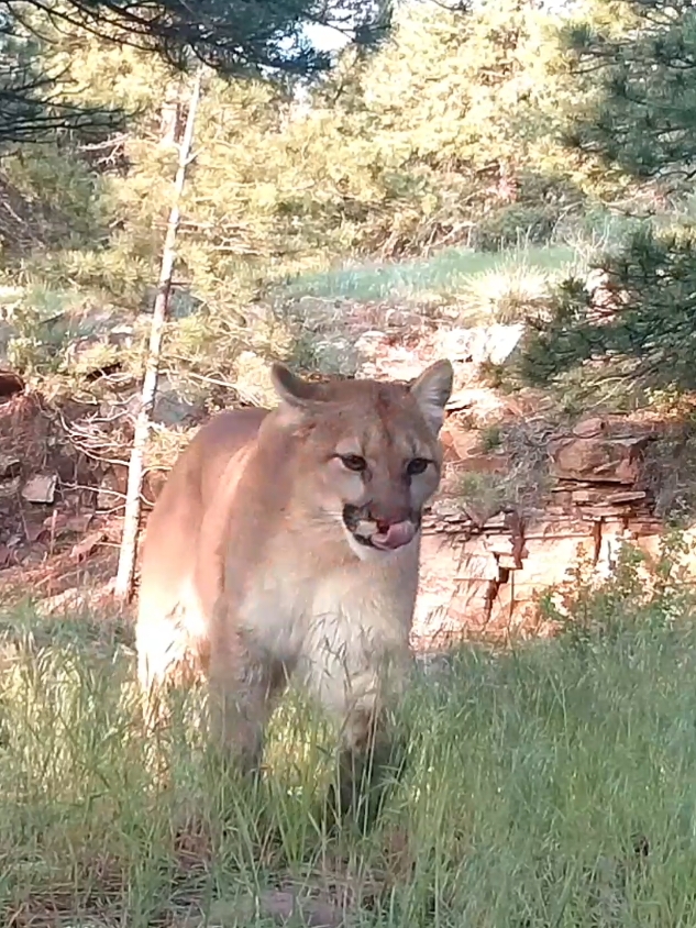 #puma #mountainlion #Colorado #usa #bwild 