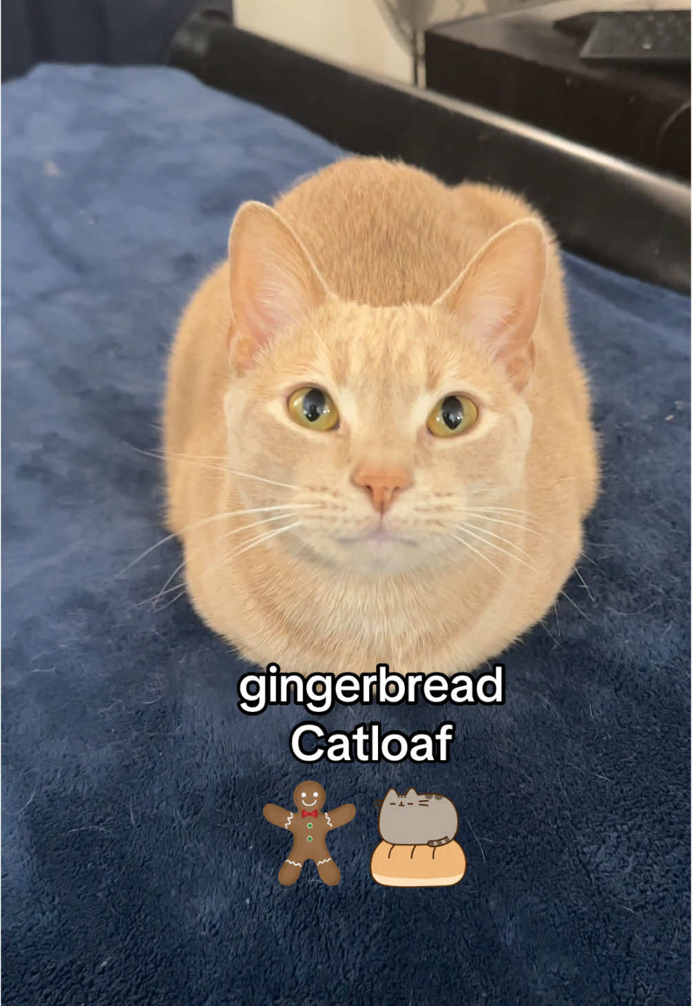 Gingerbread Catloaf 😺🍞 #catloaf #cats #cutecats #funnycats #pets 