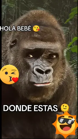 Donde estas Bebé *¿hola bebé? para ti 😘#holabebe #familiareal #amigasprasempre #humor #video #chistesgraciosos #graciosos #risada #humormexicano #sebusca #parejasdetiktok 