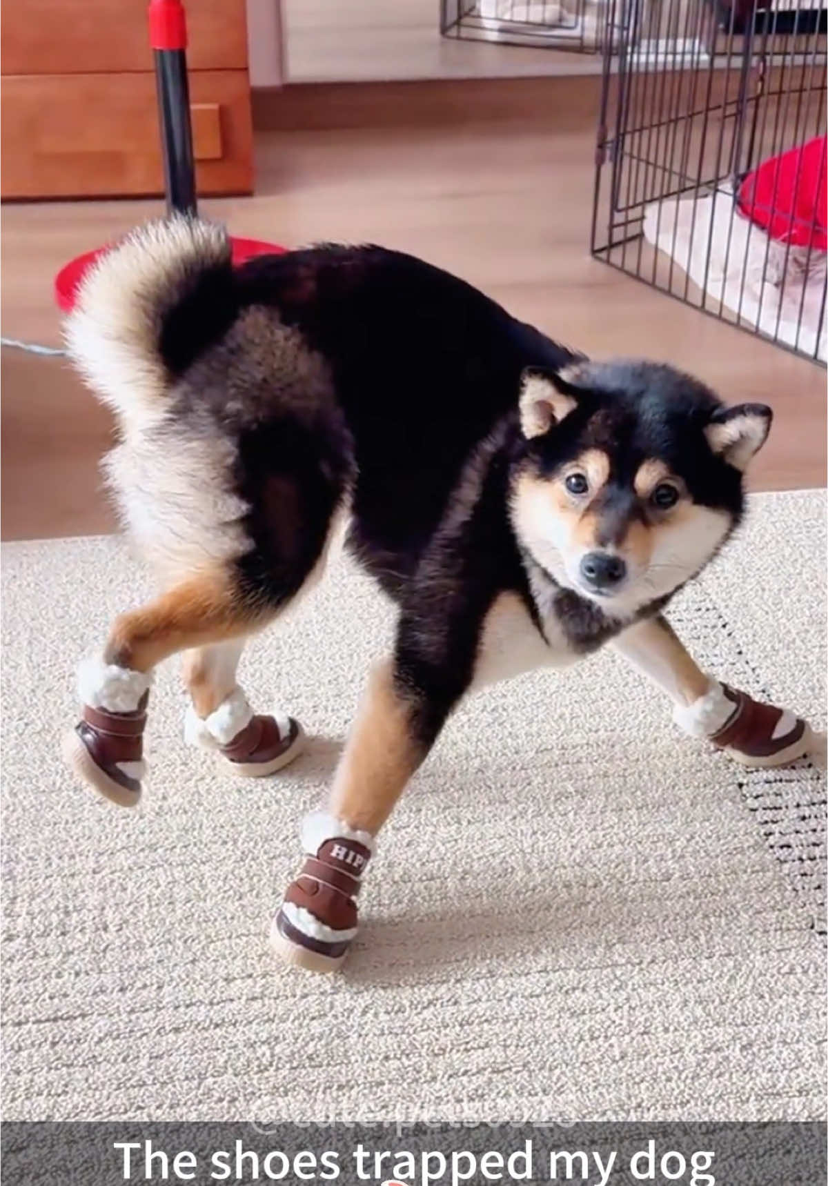 DOGS FIRST TIME WALKING IN SHOES😂😂😭  #animals #fyp #funnyvideos #hilarious #funny #laugh #dog #like #share #comment #tiktokviraltrending #viralvideo #growth #cute #dogsoftiktok #foryoupage #grow 