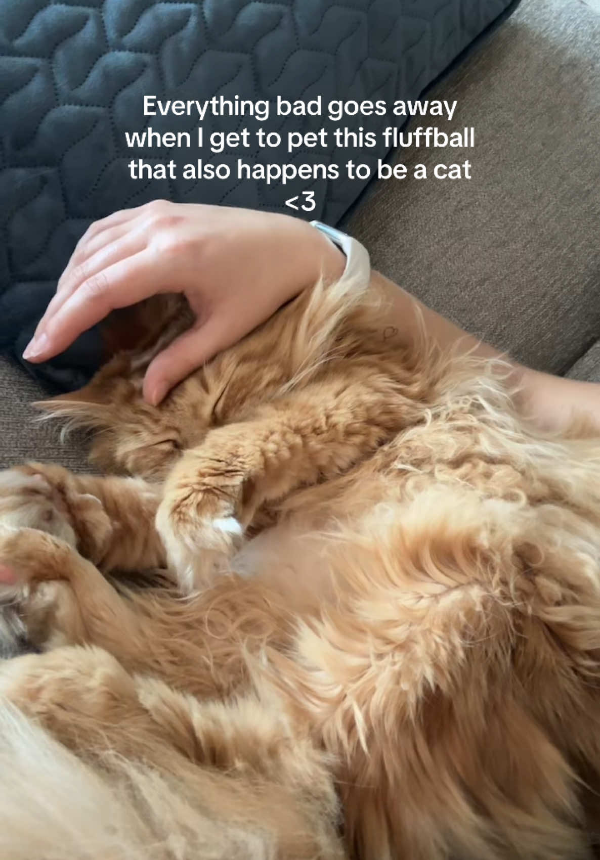 Cats are the best thing on earth 🐈 #cats #catlover #catlovers #catloversoftiktok #creatorsearchinsights #cutecat #cutekitty #kitty #sleepykitty #sleepycat #fluffycat 