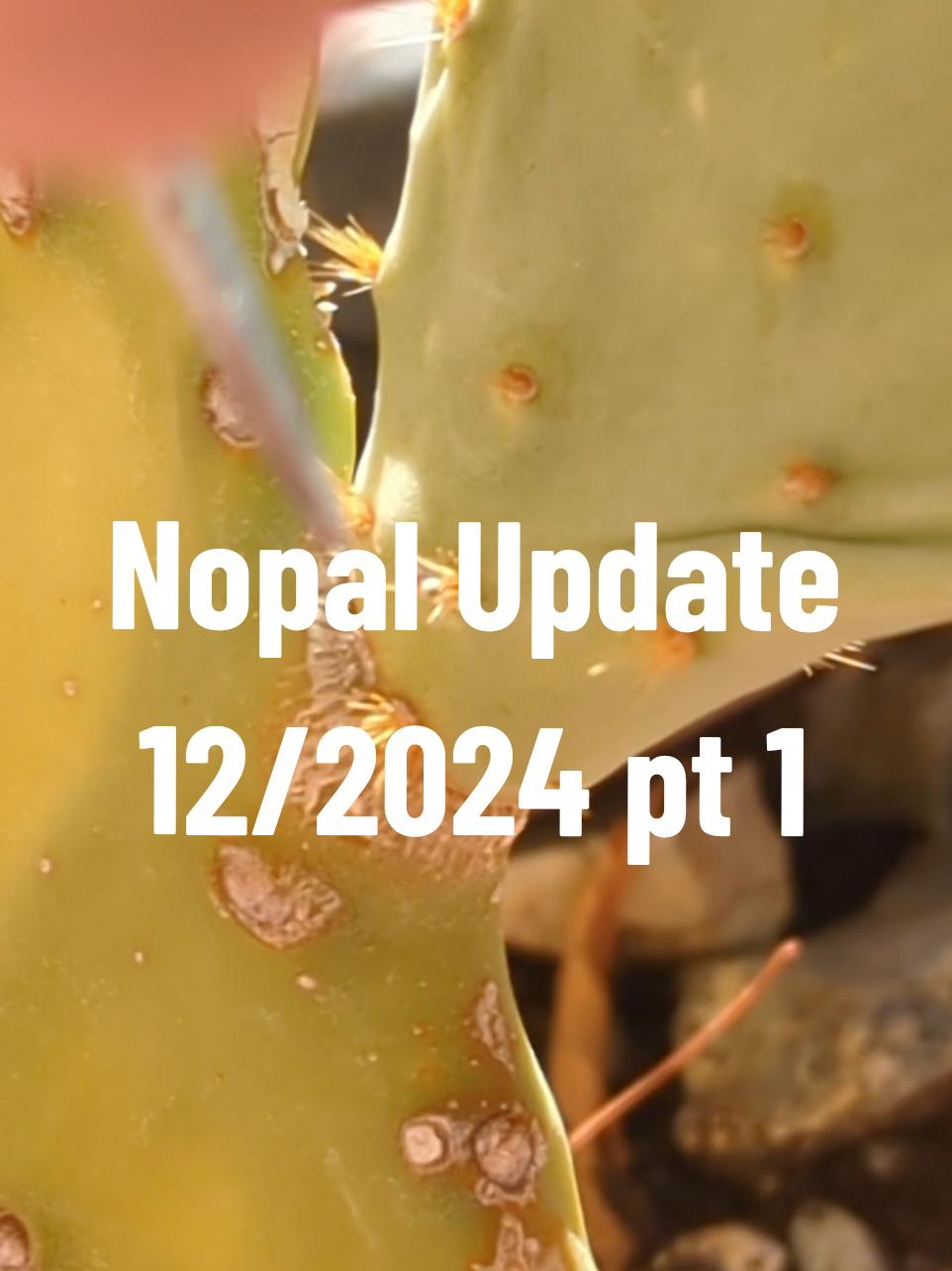 Replying to @foodieinvegas Sad but it needed to be done. Let me know if you want a part 2 🥹 #nopal #nopalcactus #newhome #PlantTok #cactustok #cactitok #update #cactusupdate #empath #mamacactus🌵🌹 #🌵 