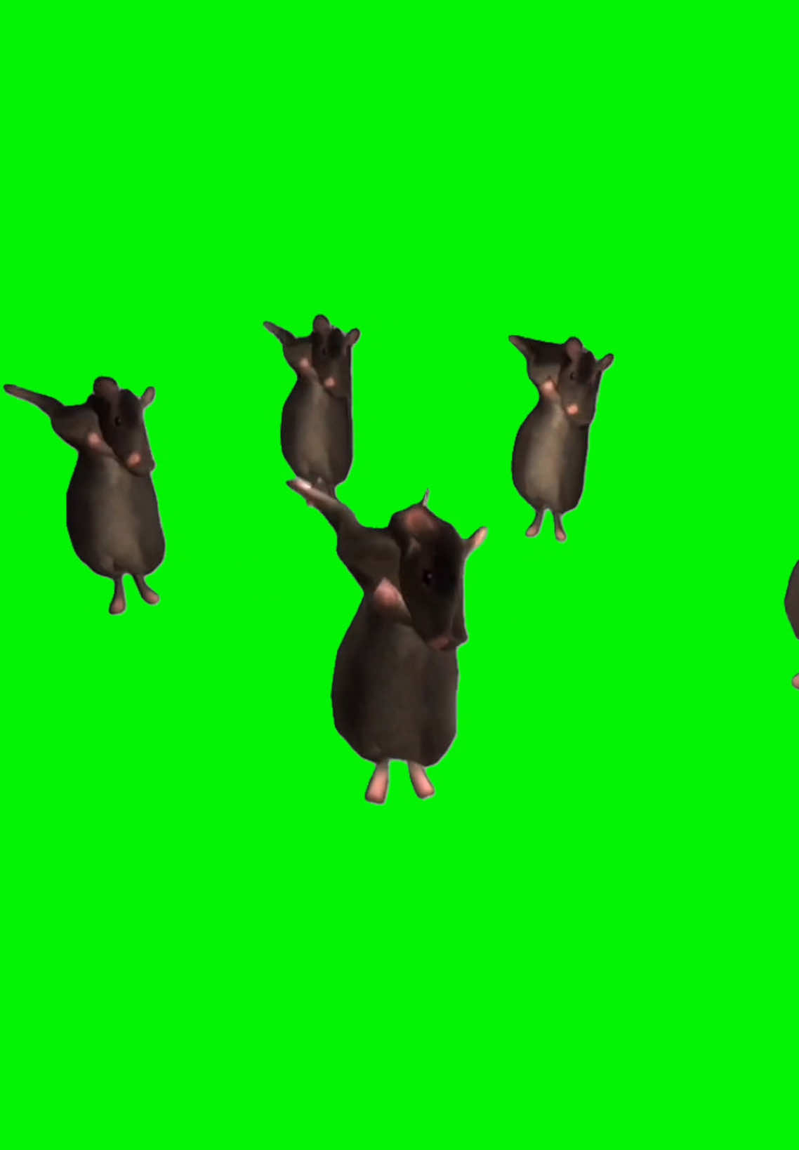 Dancing Rats | Green Screen. Original video by @janro2109 #sigma #sigmaboy #brainrot #rizz #dancing #dance #fyp #dankmeme #meme 