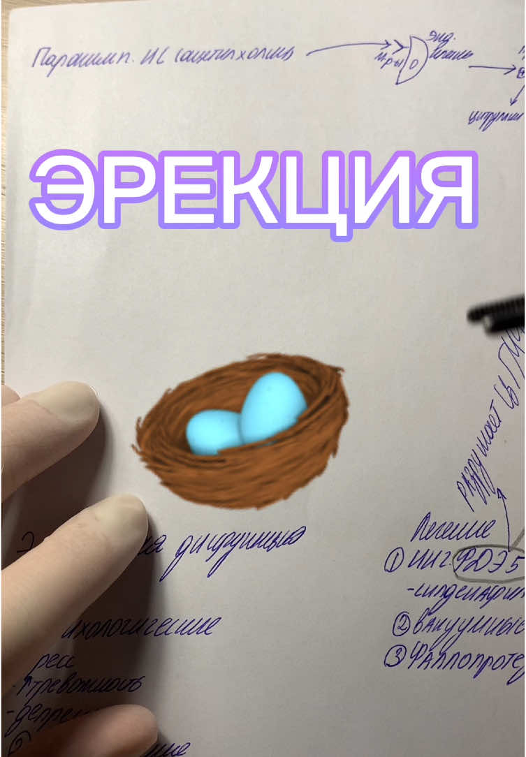 Эрекция.Как это🧐#медицина#доктор#здоровье#врач#