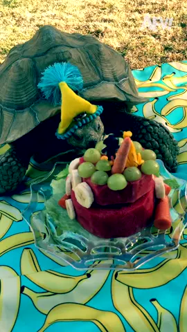 Dozer bulldozed his cake 🐢😂 #afv #funnyvideos