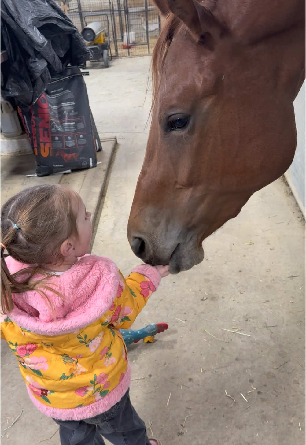 I asked her at the end if the horses bit her fingers and she says “yeah…but Mani didnt!” #fyp #barnlifeisthebestlife #viral #horsesoftiktok #toddlermom #horse #horsetok 