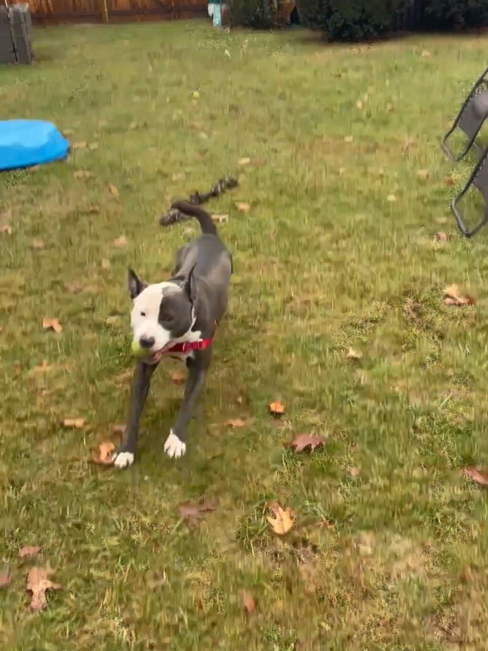 Day trips are lifesaving! Taking a dog out of the shelter for even a few hours helps lower their stress hormones and helps give them hope while they wait for their future homes. 💙 Visit cincycare.org to learn more about fostering, day trips, and volunteering with us! #shelterdog #daytrip #dogplaying #dogs 