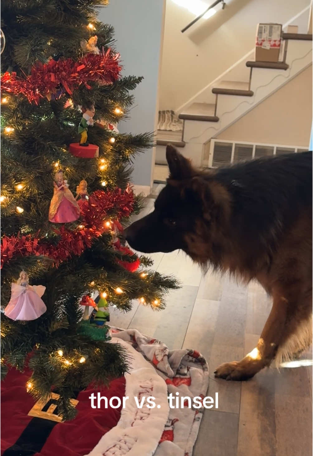 its the chomps and silent barking for me🎄#germanshepherd #christmas #fyp #dogtok #gsd 