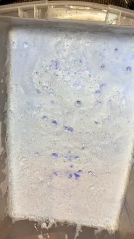 8k Appreciation! This is part 1 of the powder bombs🫣 this smelt AMAZING 😍😍#fyp #trending #CleanTok #viral #spongeasmr #soapyspongesqueezing #FYP #viralvideos #cleantokasmr #cleaningtiktok #asmr #sudsycleaning #sudsy #fypシ #relaxingvideos #asmrvideo #spongetherapy #spongetok #asmrsounds #overload #foca 
