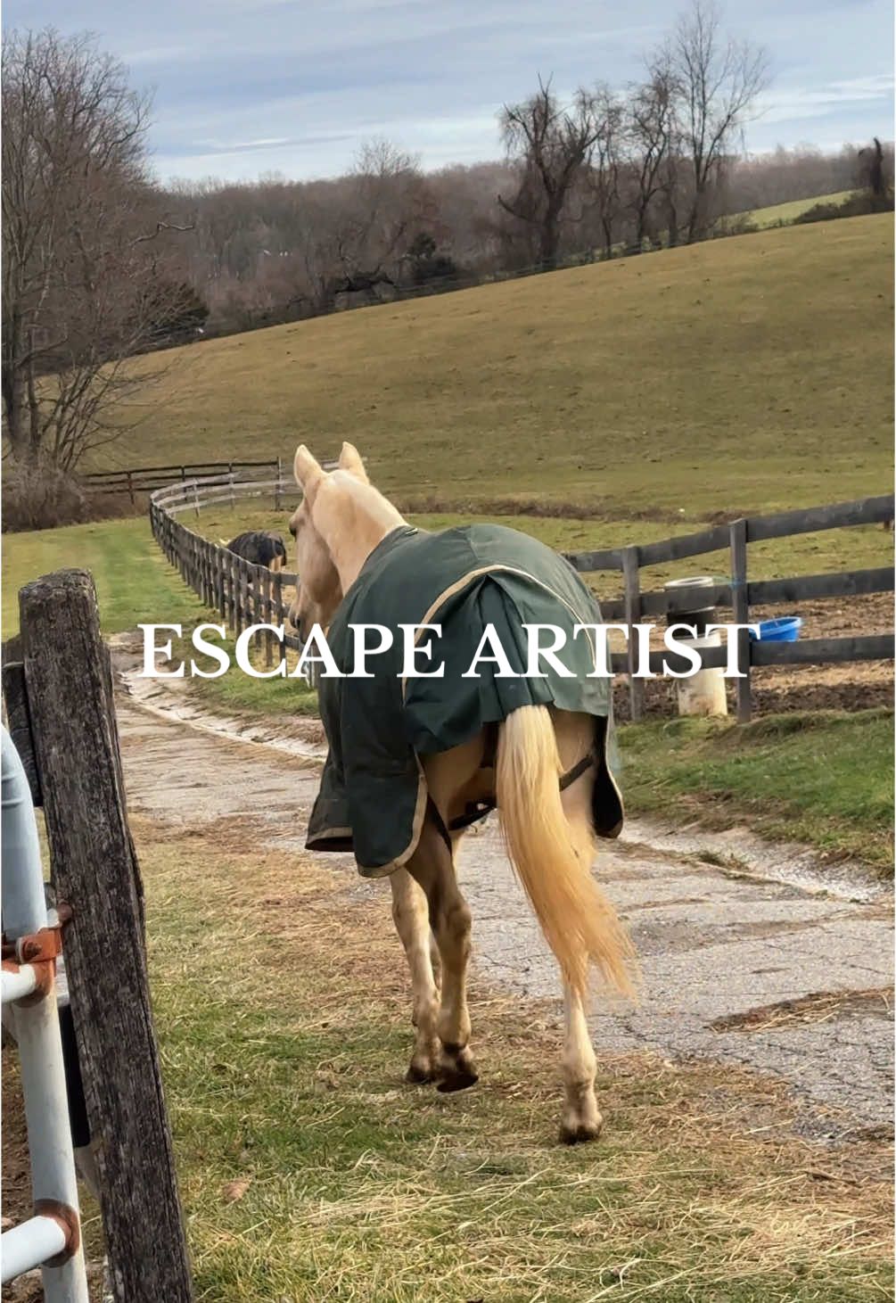 Escape artist  #horsegotloose #horseescapeartist #horseescape 