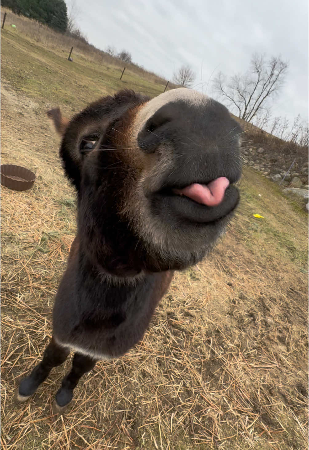 Henry was full of it this afternoon! #fyp #henry #boggsfunnyfarm #donkeyoftiktok #fypシ #donkey #treats #cookie 