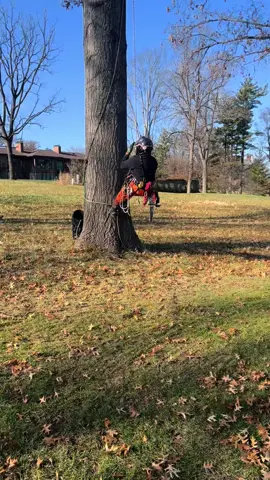 #arbortec #treework #ripsaw  🤙🏼🌲🌳