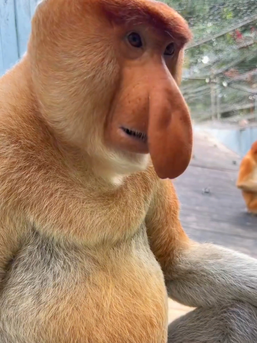 Proboscis Monkey Amazing  video. #Chimelong Proboscis Monkey Nakula #Come to Chimelong and have fun #Chimelong Long Wildlife World #OriginalVideo #长隆长鼻猴 纳库拉#来长隆放开玩 #长 隆野生动物世界 #原创视频 